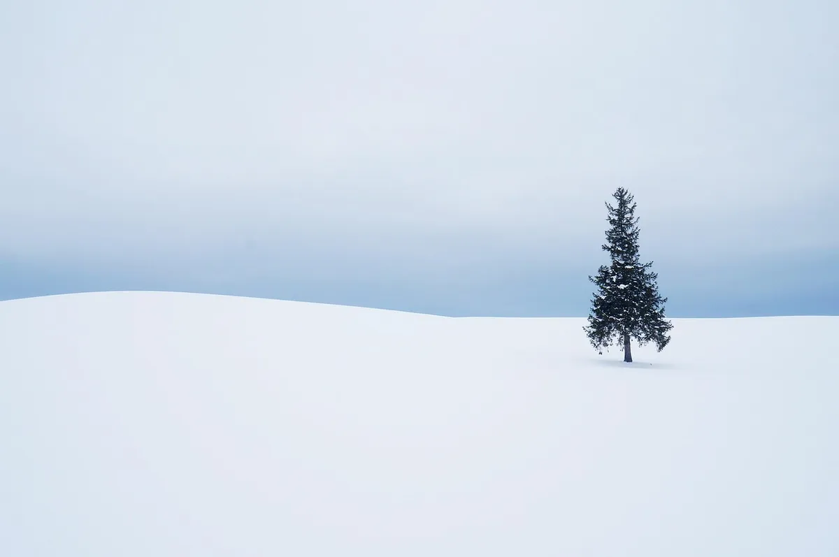 winter, snow, some people don't, nature, fog