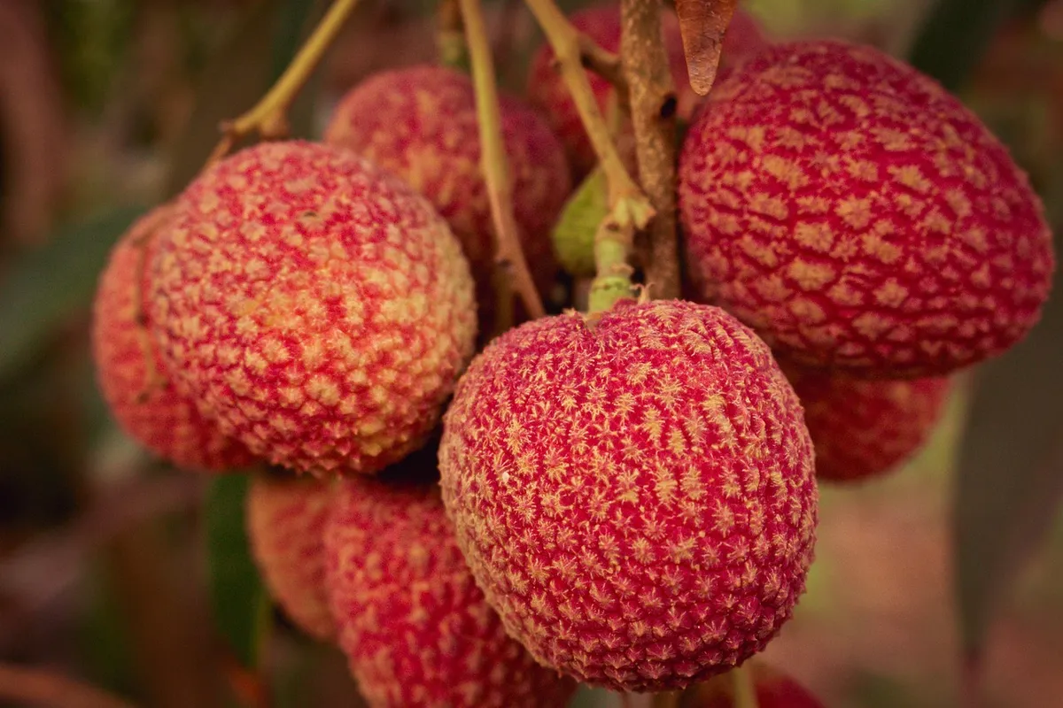 lychee, result, fruit, food, exotic, eat, healthy, delicious, sweet, tropical, fresh, nature, kiwi, vitamin c, health, orange, nutrition, vitamin, lychee, lyche