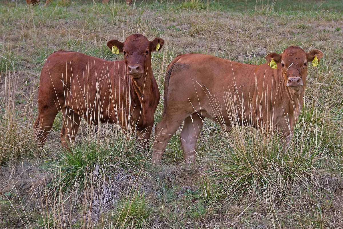 dryness, calf, pasture, the lack of feed, heat, lack of water, drought, drought period, dried up