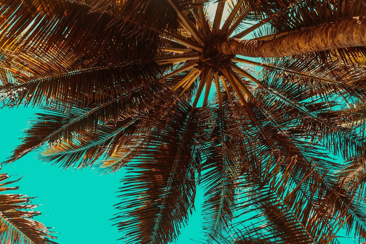 palm trees, tropical, summer, trees, nature, beach, summertime, palm trees, palm trees, tropical, tropical, summer, summer, summer, beach, beach, beach, beach,